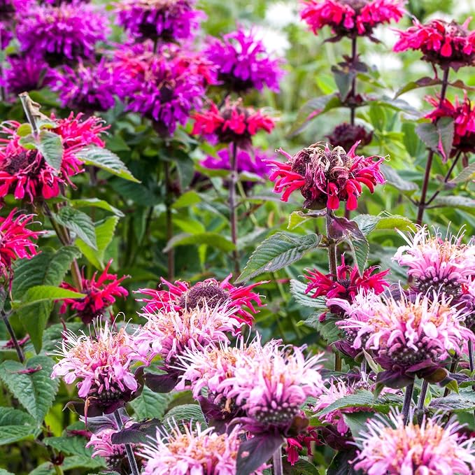 Seed Needs Bee Balm Seeds to Plant Panorama Mix Perennial Flowers 1 Pack
