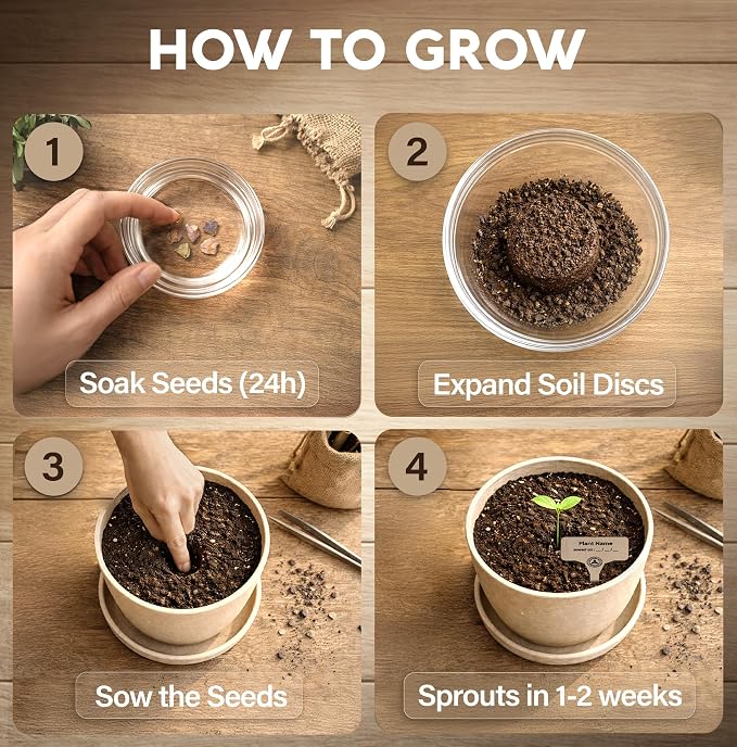 Avergo Bonsai Starter Kit – Growing Jacaranda Bonzai Tree | Complete Indoor Tree Kit for Growing Plants with Tools & Planter – Gardening Gifts for Mother, Women & Men