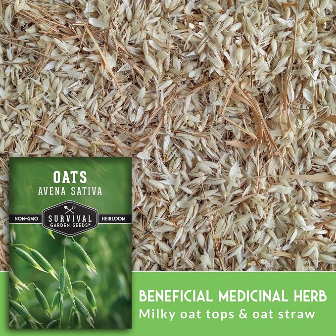 Oat Seeds for Planting – Heirloom Avena Sativa Milky Oats Medicinal Herb & Oatstraw for Tea, Tinctures, and Cover Crops – Heirloom Non-GMO Seeds – Survival Garden Seeds (3 Packs)