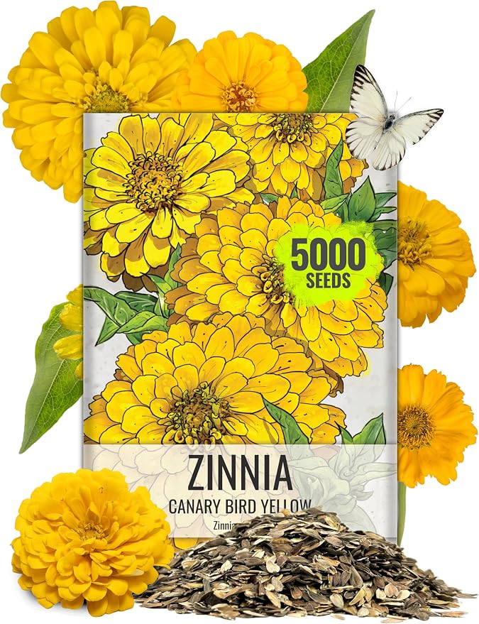 Seed Needs Zinnia Seeds Canary Yellow Fast Blooming 5,000 Seeds Bulk Pack