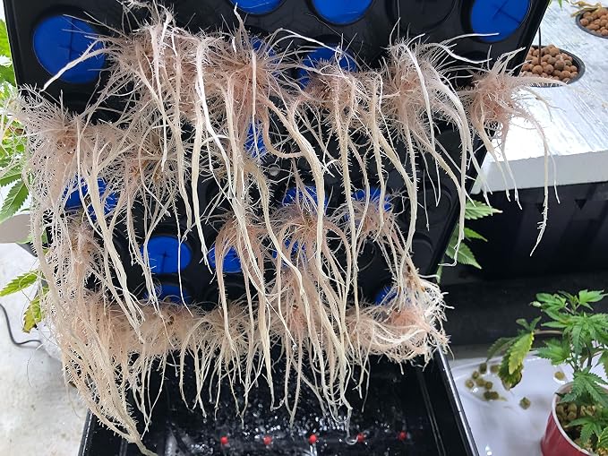 25 Site Aeroponic Cloning Machine Expect 100% Success Rates