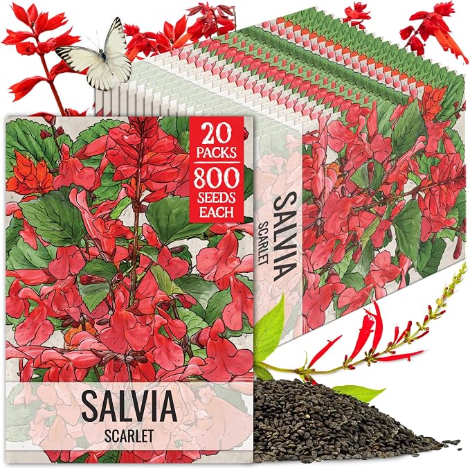 Seed Needs Scarlet Sage Seeds to Plant Perennial Red Salvia 20 Pack