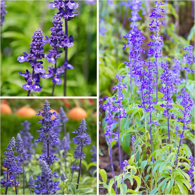 Seed Needs Sapphire Sage Seeds to Plant Blue Salvia Flowers 10 Pack