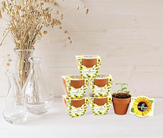 BUZZY Seeds Sunflower Daydream Collection Grow Kit 6-Pack - Mini Terracotta Pot Grow Set - 100% Grow Guarantee