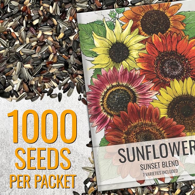 Seed Needs Sunflower Seeds to Plant Sunset Blend 1000 Seeds Bulk Pack