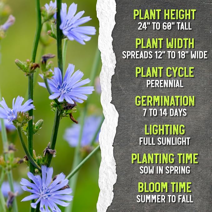 Seed Needs Italian Dandelion Chicory Herb Seeds 30,000 Seeds Bulk Pack