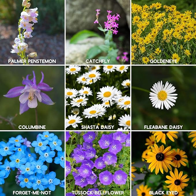 Mountain Valley Seed Co Wildflower Seed - Rocky Mountain Mix 2 oz Non-GMO | 80,000 Seeds – 18 Varieties – Bulk Pollinator-Friendly Blend for Planting