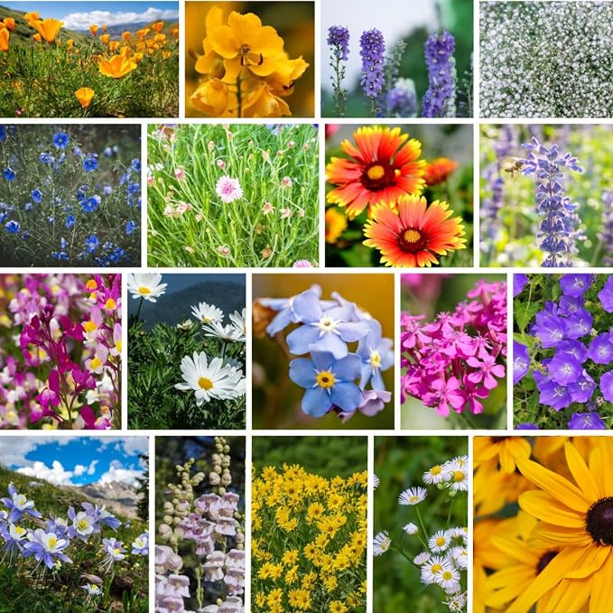 Mountain Valley Seed Co Rocky Mountain Wildflower Seeds Mix 1 Lb Seed Pouch | 22 Wild Flower Seed Varieties - Annuals, Perennials and Bi-Annuals - Flower Garden
