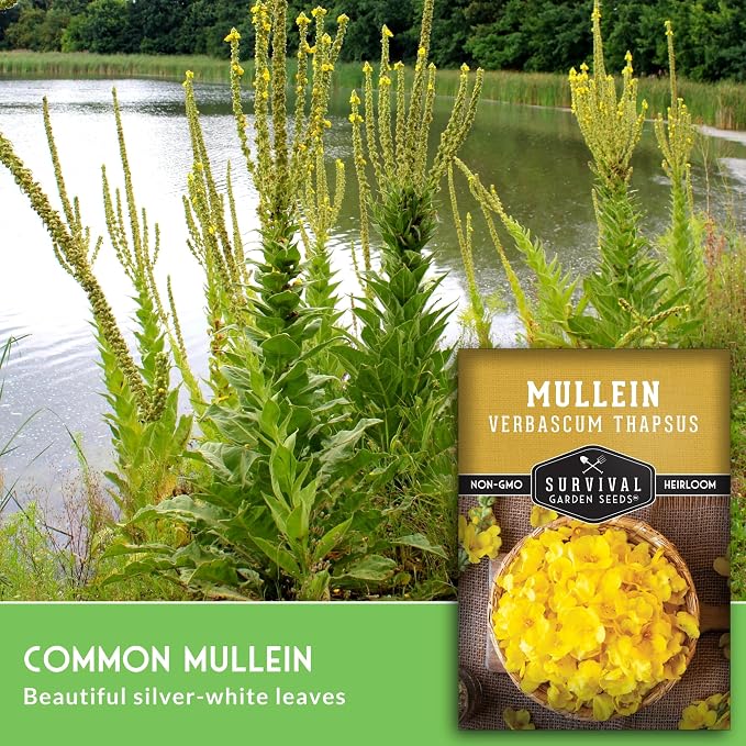Mullein Seeds for Planting - Verbascum Thapsus Medicinal Biennial Herb with Tall Yellow Flowers - Heirloom Non-GMO Open Pollinated Pollinator Friendly - Survival Garden Seeds (2 Pack)