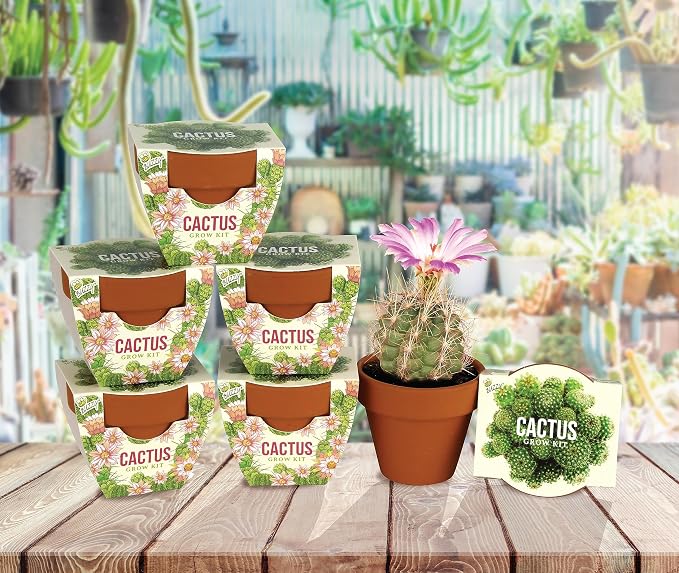 Buzzy Seeds Cactus Daydream Collection Grow Kit 6-Pack - Mini Terracotta Pot Grow Set - Complete Indoor Gardening Kit with Seeds, Coconut Husk Growing Medium & Genuine Pots - 100% Grow Guarantee