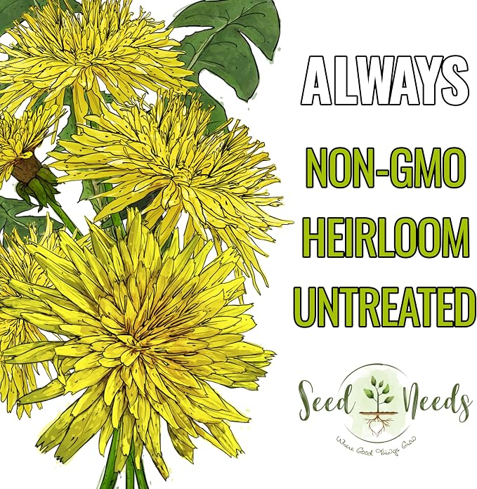 Seed Needs Dandelion Seeds 30,000 Herb Seeds Non GMO Bulk Pack