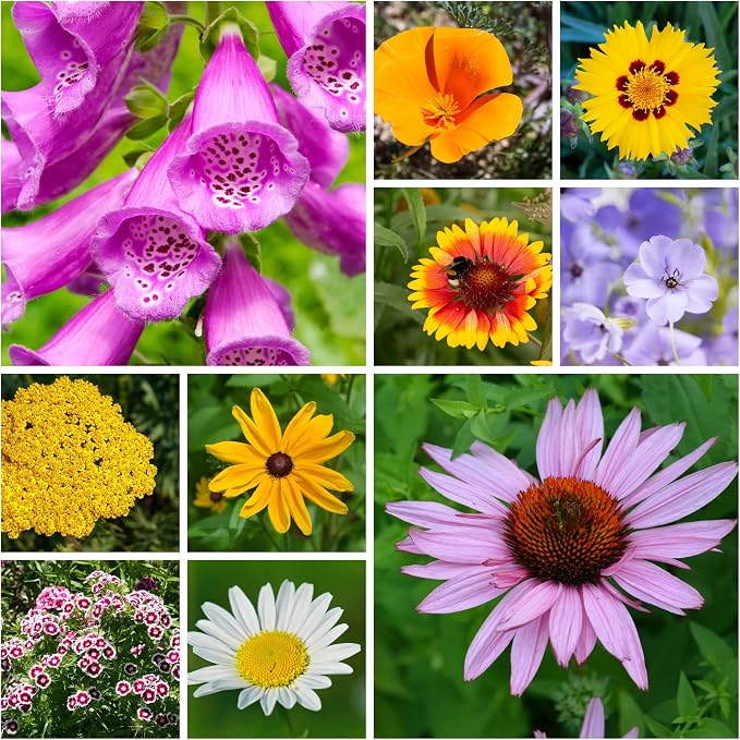 Mountain Valley Seed Co All Annual Wildflower Seed Mix 1 lb, 16,000 Seeds | 21 Flower Varieties Including Poppy, Indian Blanket, Flax – Attracts Pollinators – Bulk Wildflower Seed for Planting