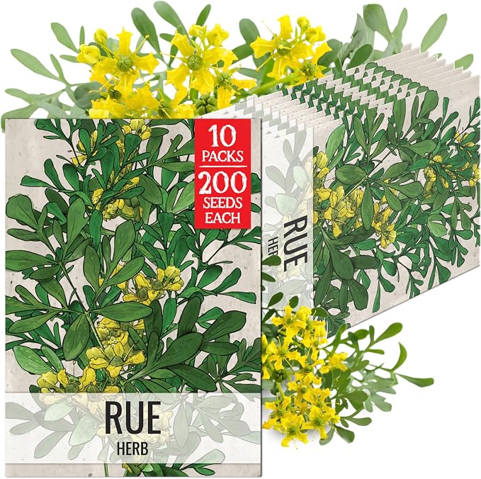 Seed Needs Rue Seeds to Plant Heirloom Non-GMO Medicinal Herbs 10 Pack