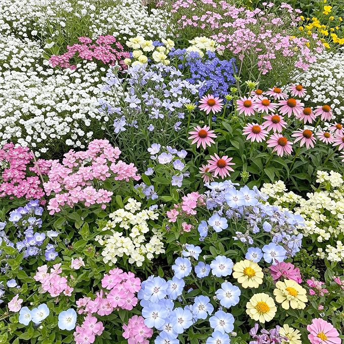 Ferry-Morse Flower Seeds - Pastel Color Mix, Non-GMO, Cottage Flowers - 1 lb