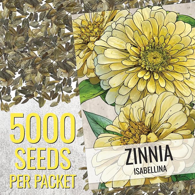 Seed Needs Zinnia Seeds Isabellina Fast Blooming 5,000 Seeds Bulk Pack