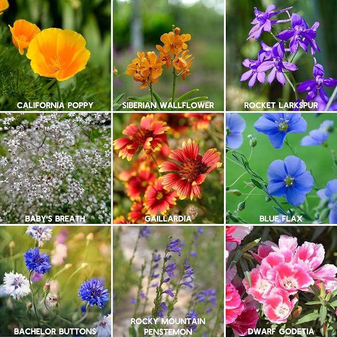 Mountain Valley Seed Co Wildflower Seed - Rocky Mountain Mix 2 oz Non-GMO | 80,000 Seeds – 18 Varieties – Bulk Pollinator-Friendly Blend for Planting