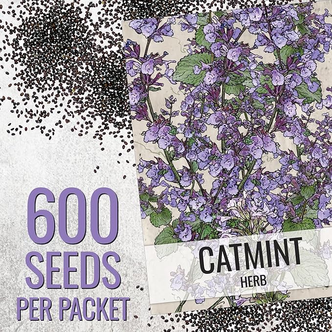 Seed Needs Catmint Seeds to Plant Heirloom Non-GMO Herbs 10 Pack
