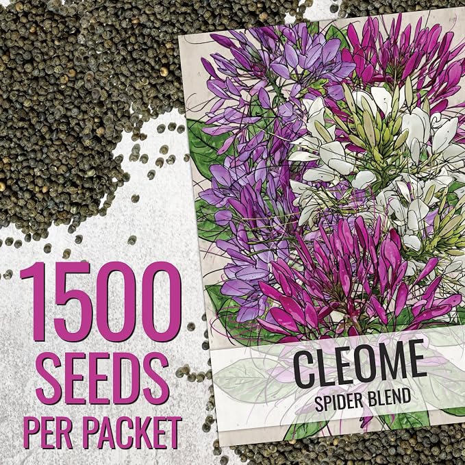 Seed Needs Cleome Seeds for Planting Mixed Annual Flowers 2 Packs