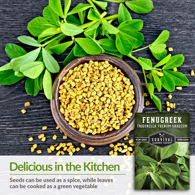 Fenugreek Seeds for Planting - Heirloom Methi Herb for Microgreens, Leaves, and Spice Seed Harvests - Non-GMO Garden Seed - Survival Garden Seeds (5 Packs)