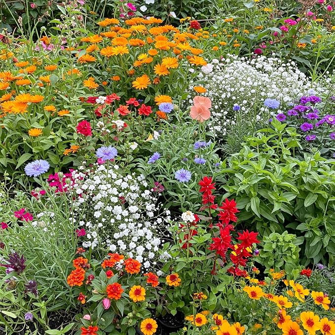 Ferry-Morse Wildflower Seeds - Hot, Dry Annual, Non-GMO, Cut Flower Mix, Full Sun - 1 lb