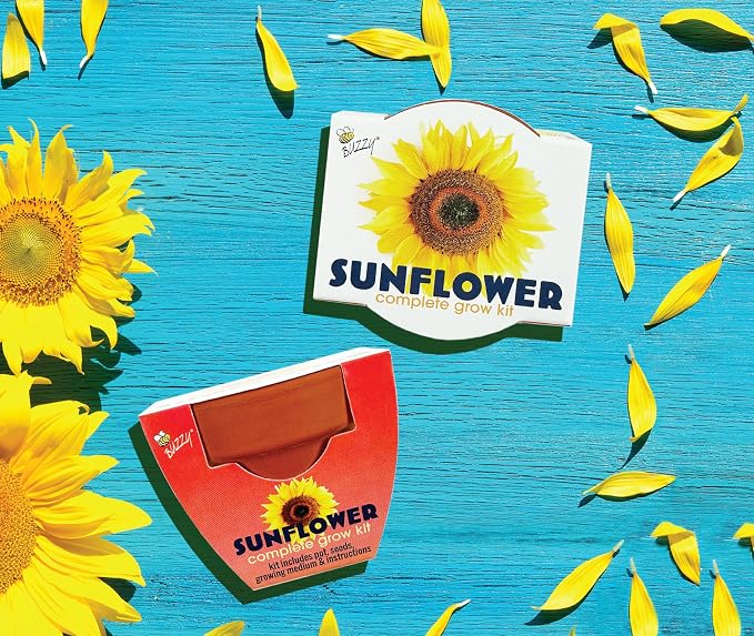 BUZZY Seeds Sunflower Grow Kit 12-Pack - Mini Terracotta Pot Grow Set - Complete Indoor/Outdoor Gardening Kit with Seeds, Coconut Husk Growing Medium & Genuine Pots - 100% Grow Guarantee