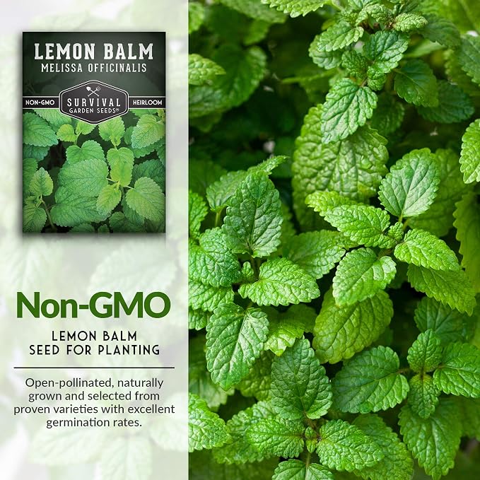 Lemon Balm Seeds for Planting - Melissa Officinalis Herb for Tea and Pollinator Gardens - Soothing Aromatic Perennial Grown Indoors or Outdoors - Heirloom, Non-GMO - Survival Garden Seeds (1 Pack)