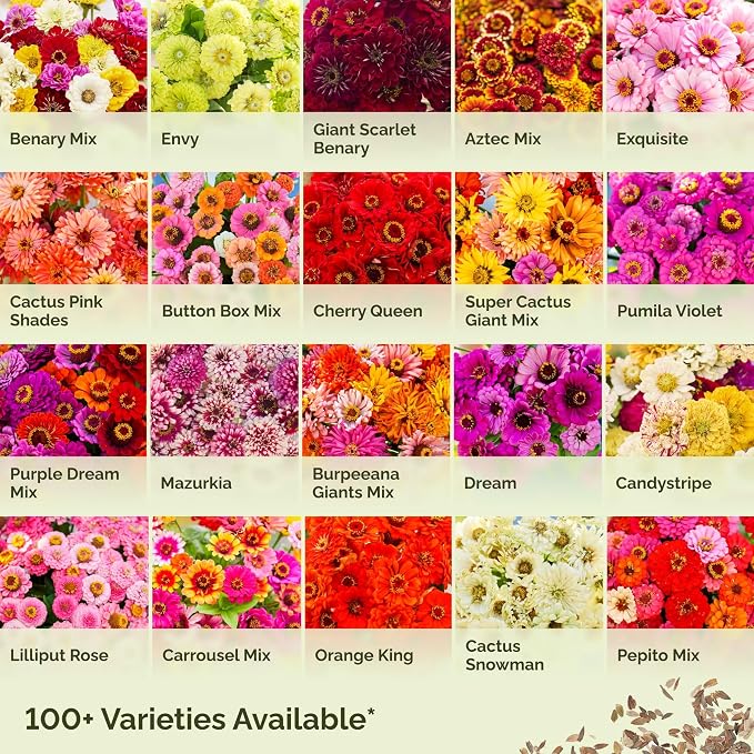 Eden Brothers Zinnia Seeds - Dahlia Flowered Mix, Non-GMO Seeds for Planting, 1 oz | Low-Maintenance Flower Seeds, Plant During Spring, Zones 3, 4, 5, 6, 7, 8, 9, 10