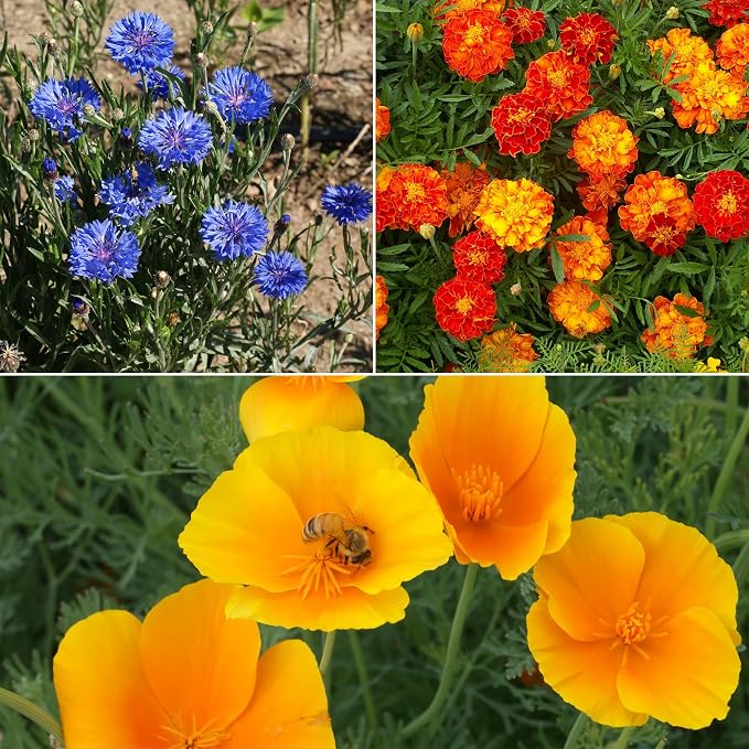 Ferry-Morse Flower Seeds - Low-Growing Wildflower Mix, Non-GMO, Full Sun - 1 lb