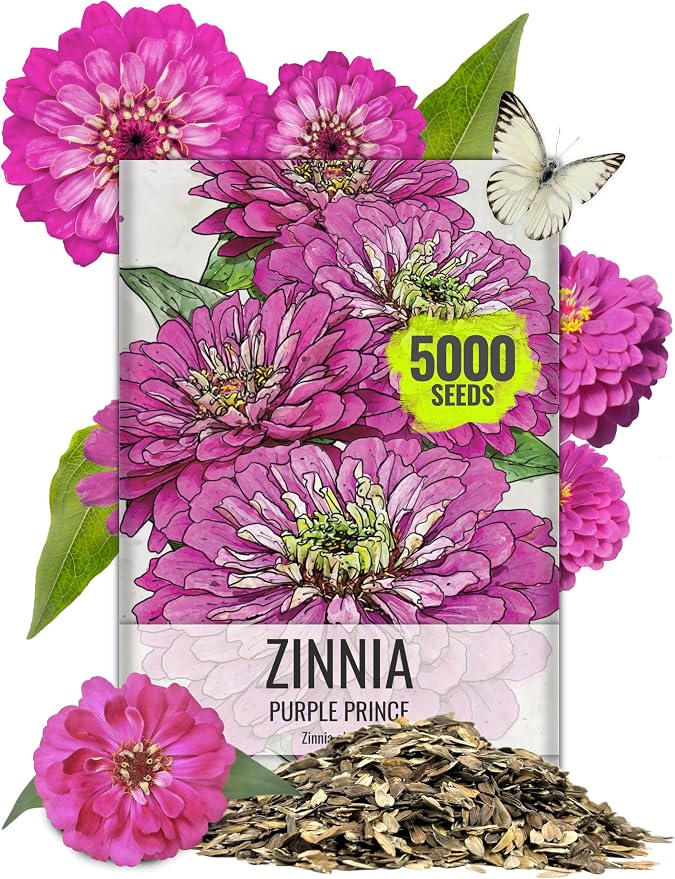 Seed Needs Zinnia Seeds Purple Prince Fast Blooming 5,000 Seeds Bulk Pack