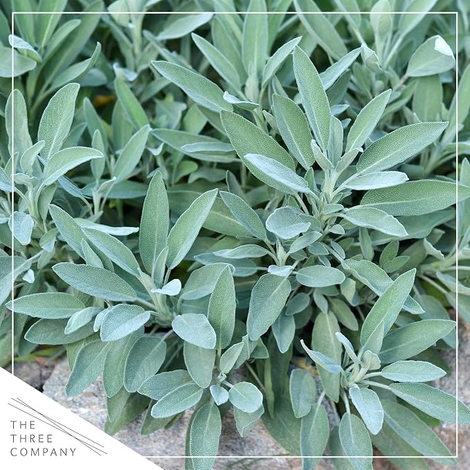 Live Herb - Sage (4 Per Pack), Aromatic and Health Enhancer, Supports Memory and Brain Health, 8" Tall by 4" Wide in 1 Pint Pot