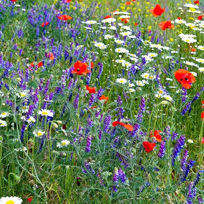 Mountain Valley Seed Co Wildflower Seed Bulk, 3 Oz. 80,000+ Seeds | 19 Non-GMO Flower Seeds for Shade, Annual & Perennial Wildflower Mix for Partial Shade—Shade Tolerant