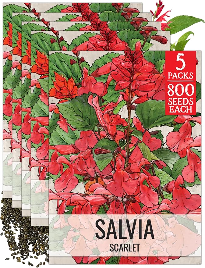 Seed Needs Scarlet Sage Seeds to Plant Perennial Red Salvia 5 Packs