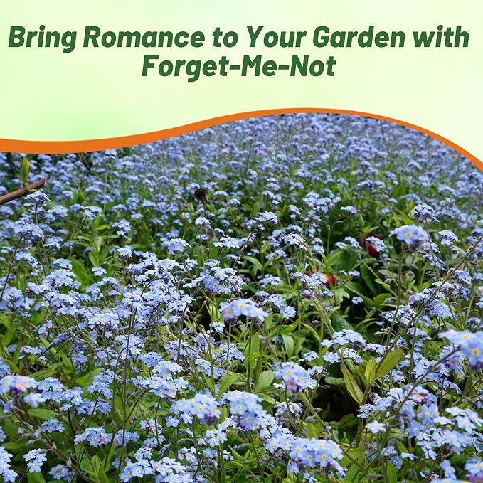 Outsidepride Blue Forget Me Not Seeds - 1/8 lb. Low Growing, Self-Sowing Perennial Flower Seeds for Planting Dense Blue Blooms & Upright Growth Habit for Meadows, Pollinator & Cottage Gardens