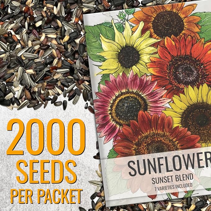 Seed Needs Sunflower Seeds to Plant Sunset Blend 2000 Seeds Bulk Pack