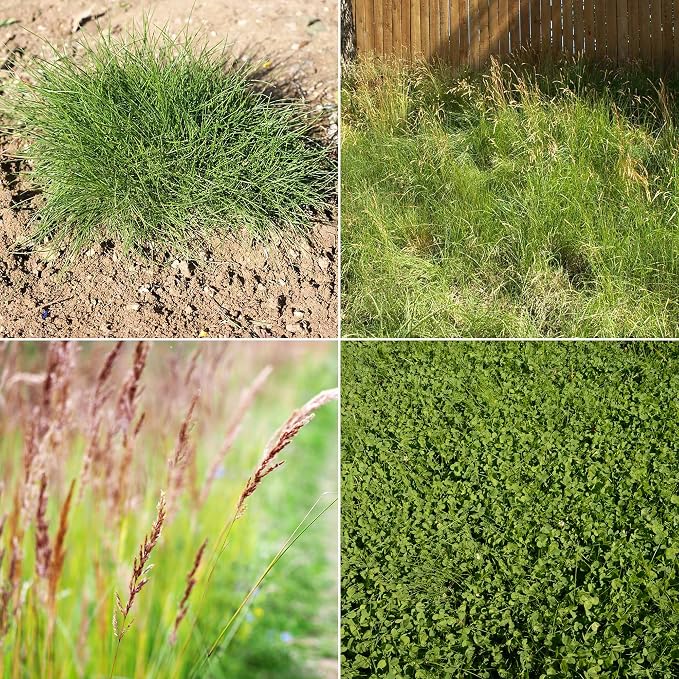 Ferry-Morse EcoEase Microclover and Fescue Grass Seed Mix, Low Maintenance Ground Cover Grass Seed Mix, Clover Seeds- 2 Pack, 2 lb