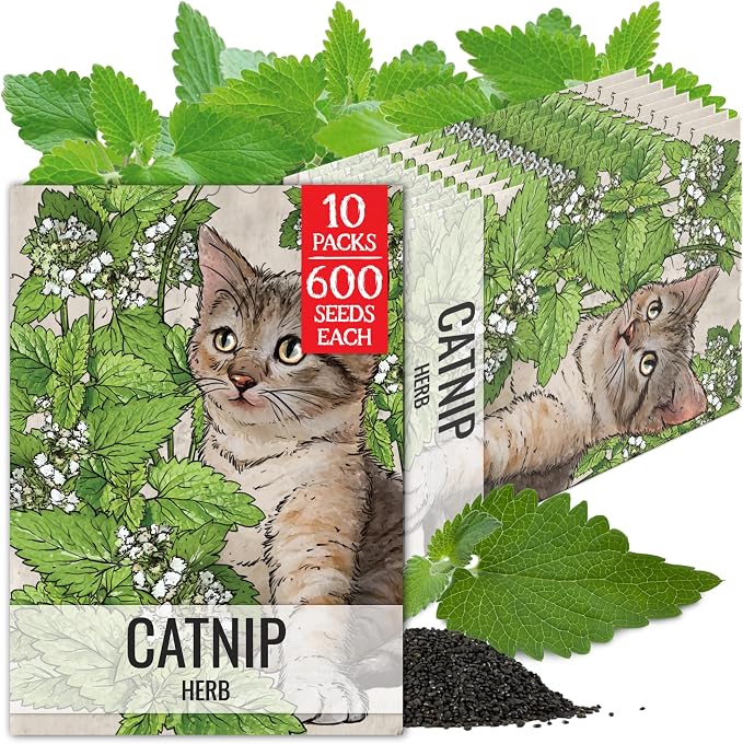 Seed Needs Catnip Seeds to Plant Heirloom Non-GMO Herbs for Cats 10 Pack