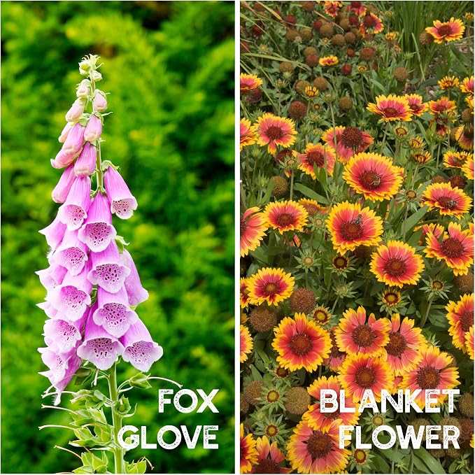 Mountain Valley Seed Co All Annual Wildflower Seed Mix 1 lb, 16,000 Seeds | 21 Flower Varieties Including Poppy, Indian Blanket, Flax – Attracts Pollinators – Bulk Wildflower Seed for Planting