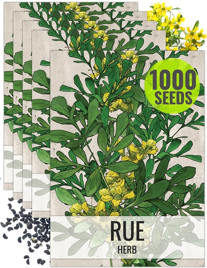 Seed Needs Rue Seeds to Plant Heirloom Non-GMO Medicinal Herbs 5 Packs