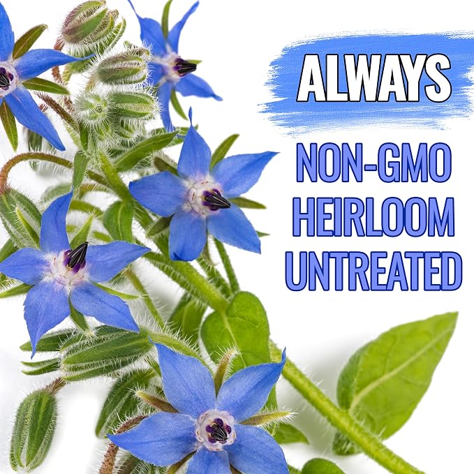 Seed Needs Borage Seeds to Plant Heirloom Blue Edible Flowers 5 Packs