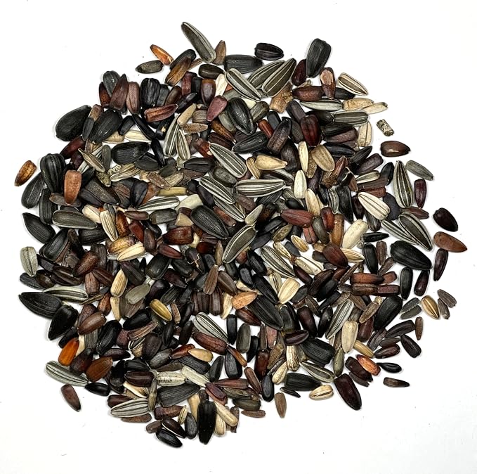 Seed Needs Sunflower Seeds to Plant Sunset Blend 1000 Seeds Bulk Pack