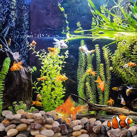 40lbs Black Pebbles for Landscaping, 1-2Inch Natural River Rocks for Aquarium, High Polished Decorative Stones for Vase Filler Fish Tank Gardening