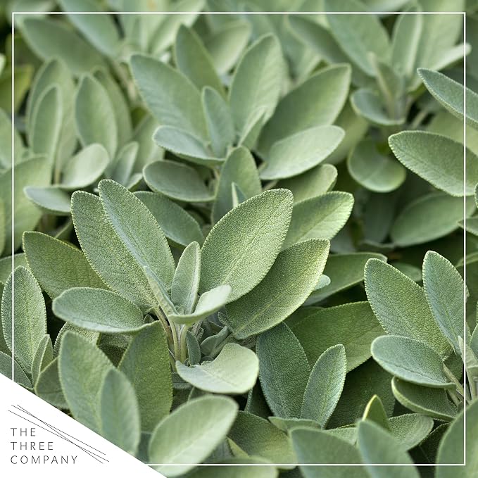 Live Herb - Sage (4 Per Pack), Aromatic and Health Enhancer, Supports Memory and Brain Health, 8" Tall by 4" Wide in 1 Pint Pot