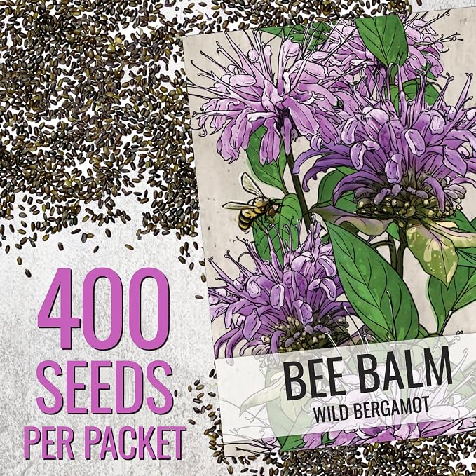 Seed Needs Wild Bee Balm Seeds to Plant Bergamot Perennial Flowers 1 Pack