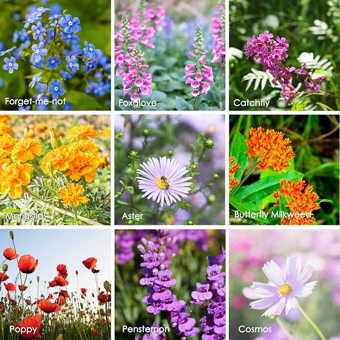 Mountain Valley Seed Co Wildflower Seeds Bulk, 2 Oz. 80,000+ Seeds | Butterfly & Hummingbird Mix with 23 Non-GMO Varieties – Pollinator Flower Seed for Planting