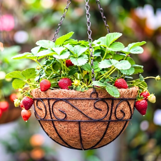 LaLaGreen Hanging Planter for Outdoor Plants (10 Inch, 2 Pack) Hanging Baskets with Coco Liner, Black Metal Wire Flower Basket Pots with Hook Hanger Balcony Porch Farmhouse Country Style Garden Decor