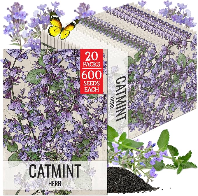 Seed Needs Catmint Seeds to Plant Heirloom Non-GMO Herbs 20 Pack