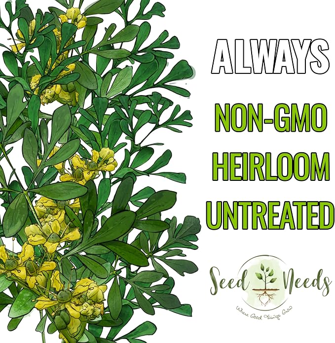 Seed Needs Rue Seeds to Plant Heirloom Non-GMO Medicinal Herbs 10 Pack