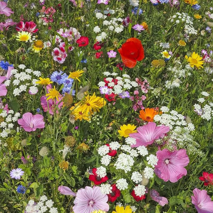 Mountain Valley Seed Co Wildflower Seeds Bulk, 2 Oz. 80,000+ Seeds | Butterfly & Hummingbird Mix with 23 Non-GMO Varieties – Pollinator Flower Seed for Planting