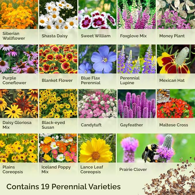Eden Brothers All Perennial Wildflower Mixed Seeds for Planting, 1 oz, Seeds with Lupine, Shasta Daisy | Attracts Pollinators, Plant in Spring or Fall, for Zones 3, 4, 5, 6, 7, 8, 9, 10