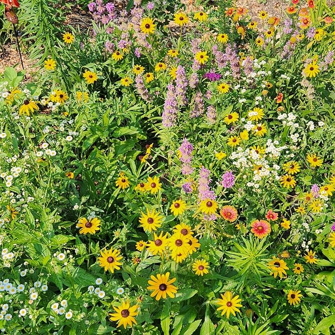 BUZZY Wildflower Pollinator Seed Mix (1lb Bag), 18 Pollinator-Friendly Varieties, Protect The Pollinators & Save The Planet, Coneflower, Sunflower, Calendula, Cosmos, & More, Growth Guaranteed